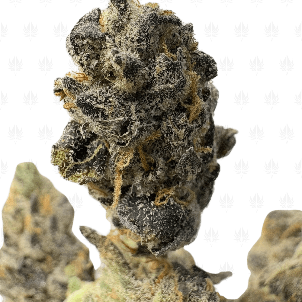 BLUE MOONSHINE (SMALLS) - QUAD EXOTICS