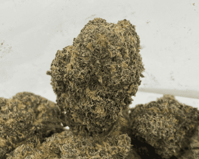 GELATO #44 - 3.5 GRAMS - Image 1