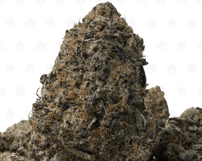 JETFUEL OCTANE (BIGS) - QUAD EXOTICS