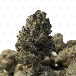 JETFUEL OCTANE (SMALLS) - QUAD EXOTICS