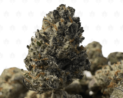 JETFUEL OCTANE (SMALLS) - QUAD EXOTICS