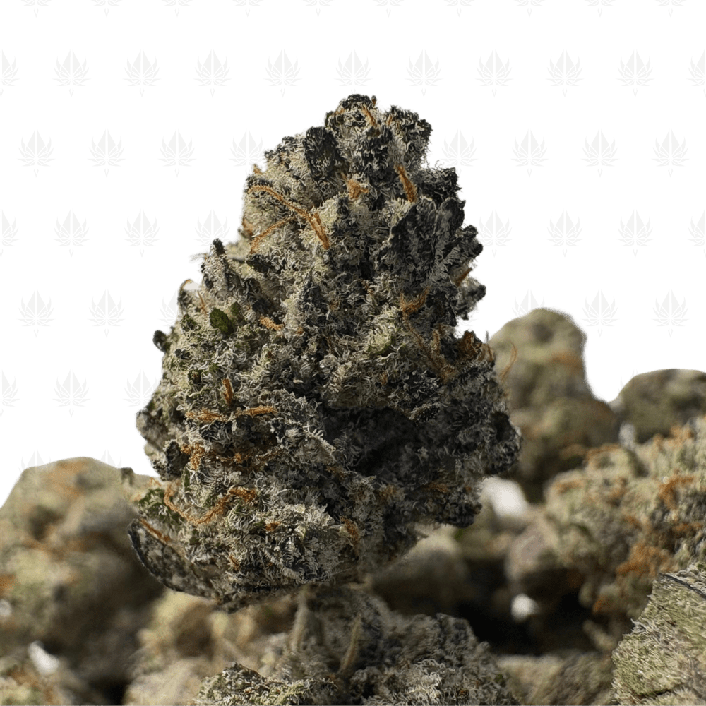 JETFUEL OCTANE (SMALLS) - QUAD EXOTICS JETFUEL OCTANE (SMALLS) - QUAD EXOTICS