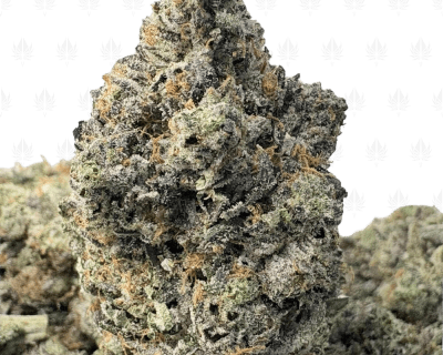 KNOCKOUT PINK (QUAD GAS)