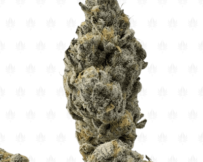 KUSH MINTZ (LSO EXOTICS)