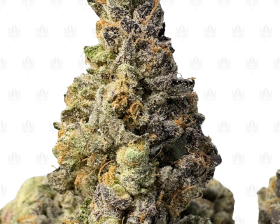 LEMON JETFUEL (BIGS) - QUAD EXOTICS