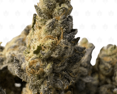 LEMON JETFUEL (SMALLS) - QUAD EXOTICS