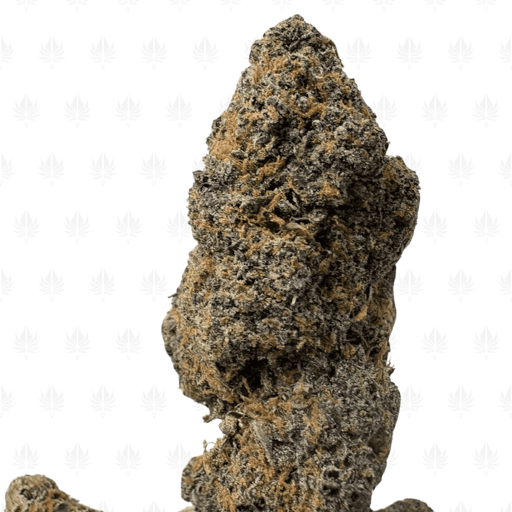 MIDNIGHT RUNTZ (BIGS) - QUAD EXOTICS