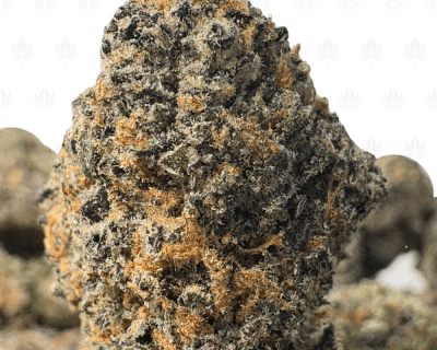 MIDNIGHT RUNTZ (SMALLS) - QUAD EXOTICS