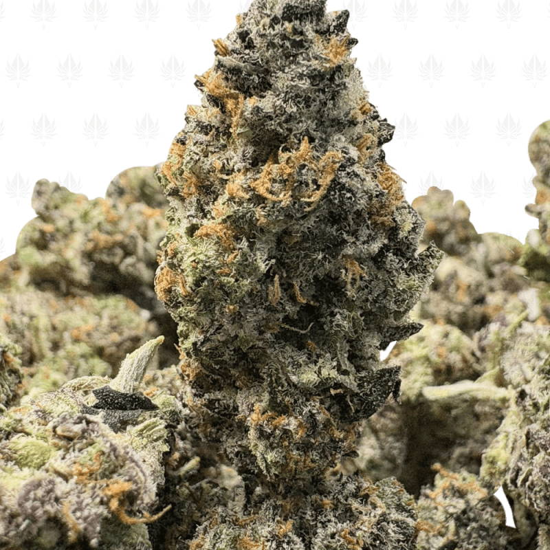 OREOZ (TRIP EXOTICS)