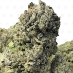 PINK ACES (BIGS) - QUAD GAS