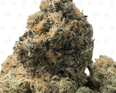 PINK BUCKSHOT (QUAD GAS)