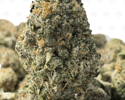 SUNSET SHERBERT (TRIP EXOTICS)