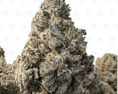TRUFFLEGASM (BIGS) - TRIP EXOTICS