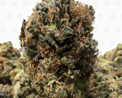 TUNA MELT (BIGS) -TRIP GAS