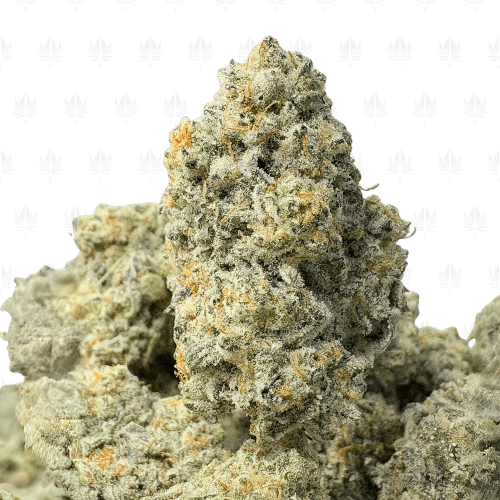 WIZARD FRITTER LSO V2 (BIGS) - LSO EXOTICS