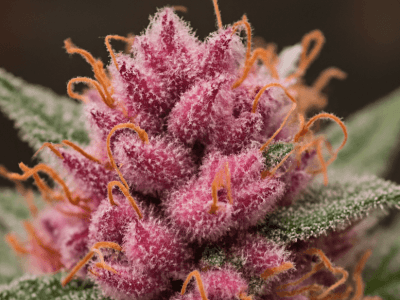 Pink Trump Strain