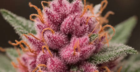 Pink Trump Strain