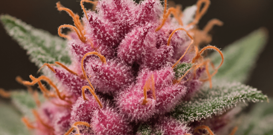 Pink Trump Strain