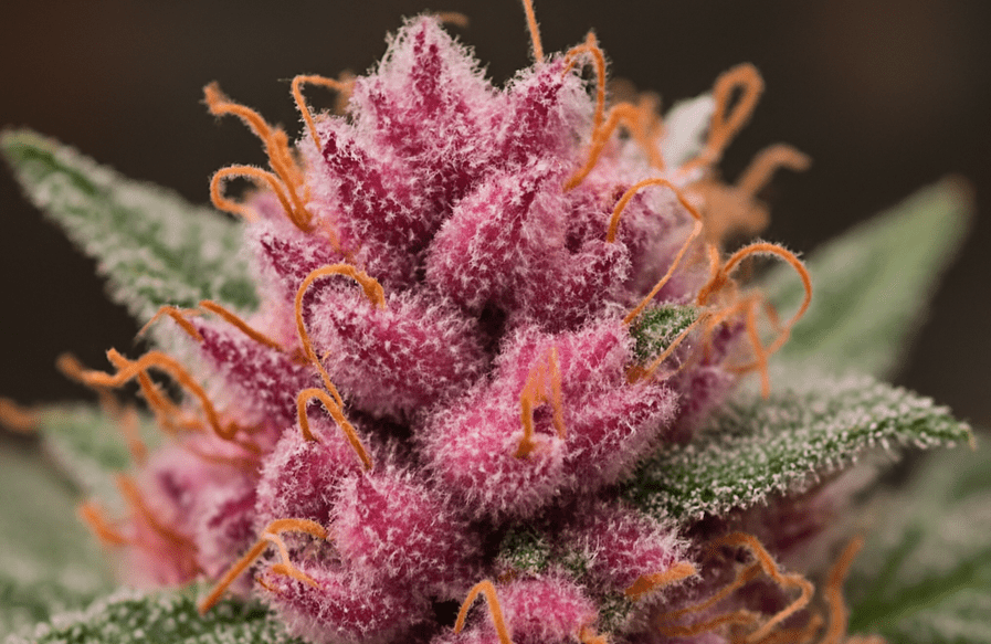 Pink Trump Strain
