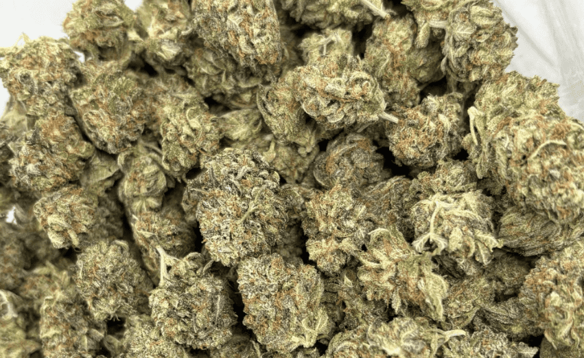 cannabis parent strains