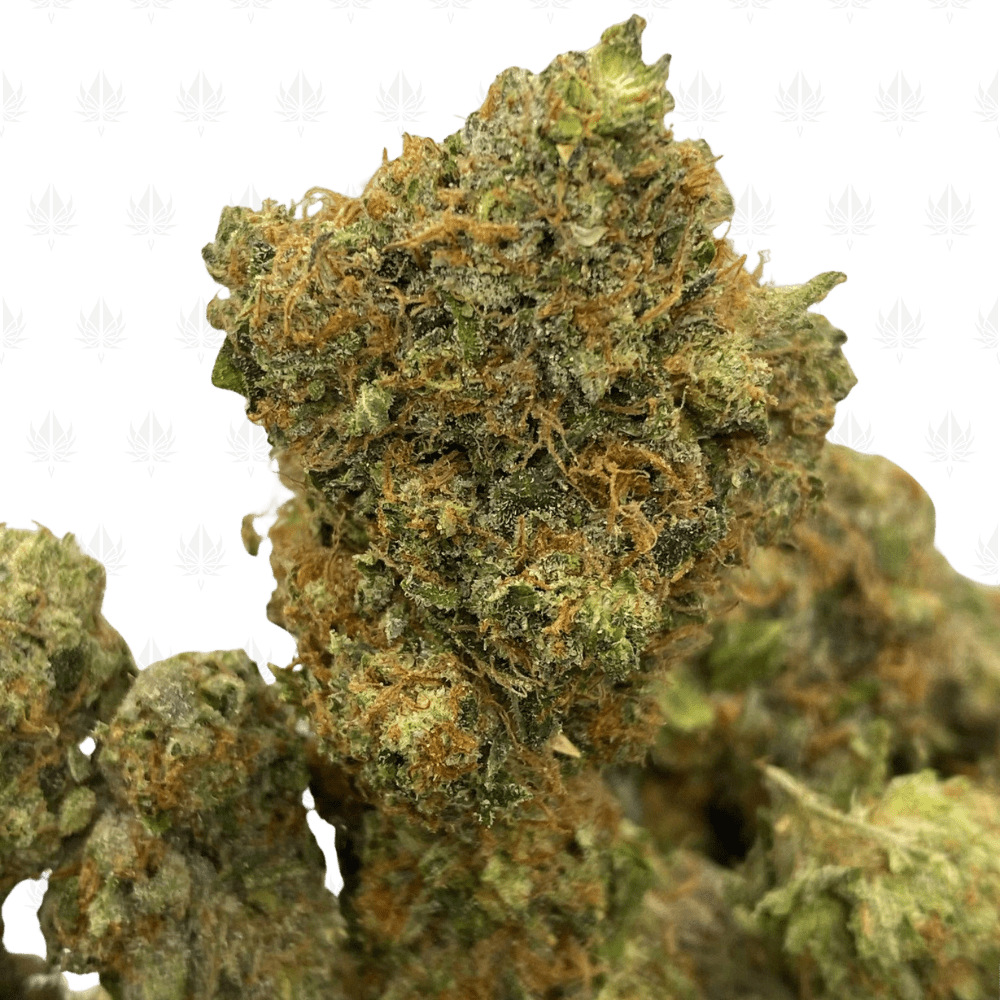 Black Tuna-UG (3) Black Tuna-UG (3)