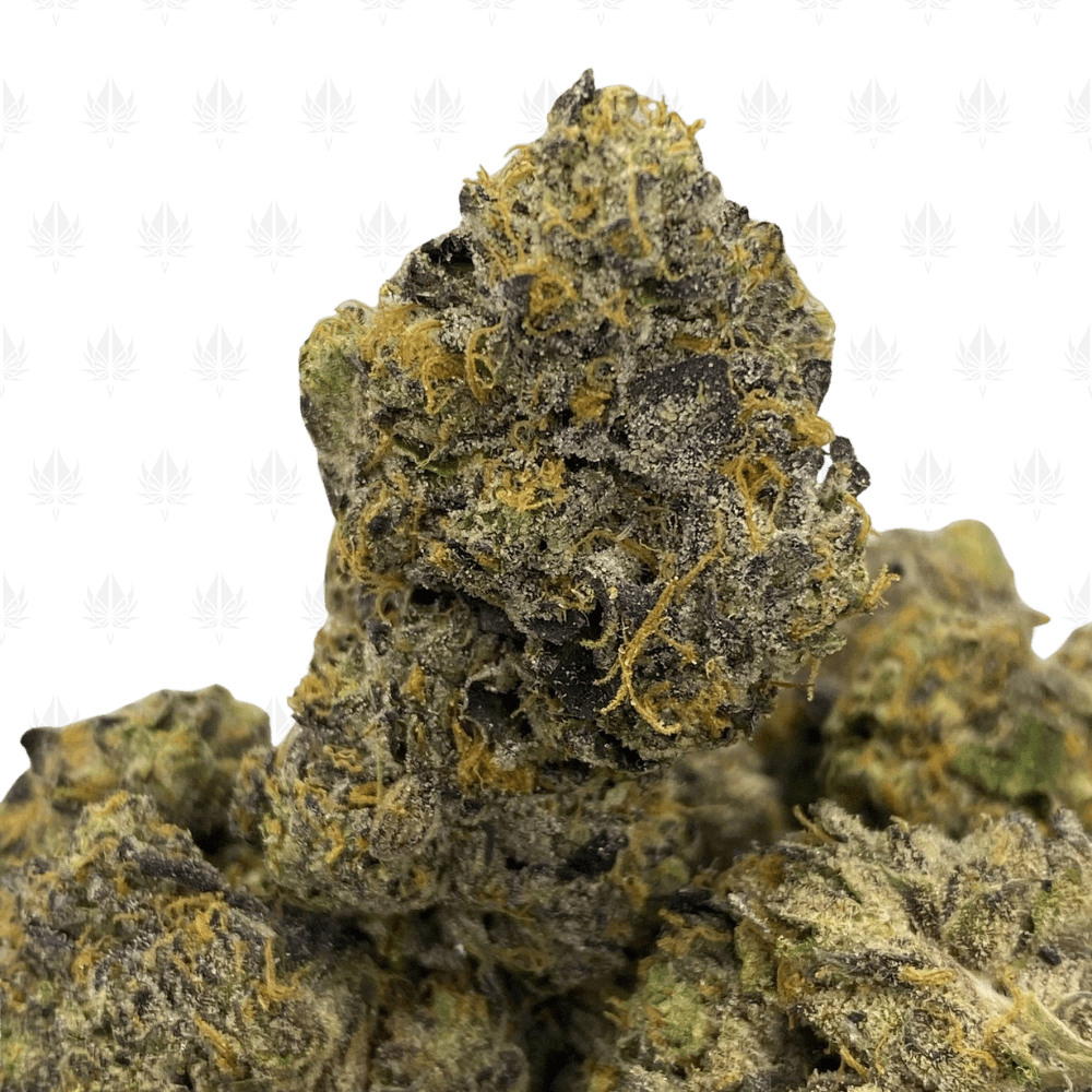 Creamy Gelato-UG (2) Creamy Gelato-UG (2)