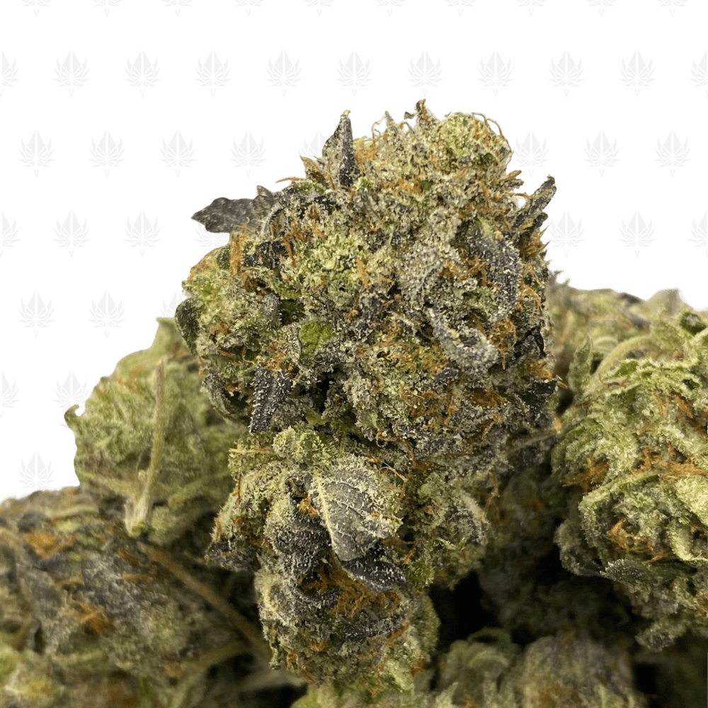 Pink Serpent-UG Pink Serpent-UG