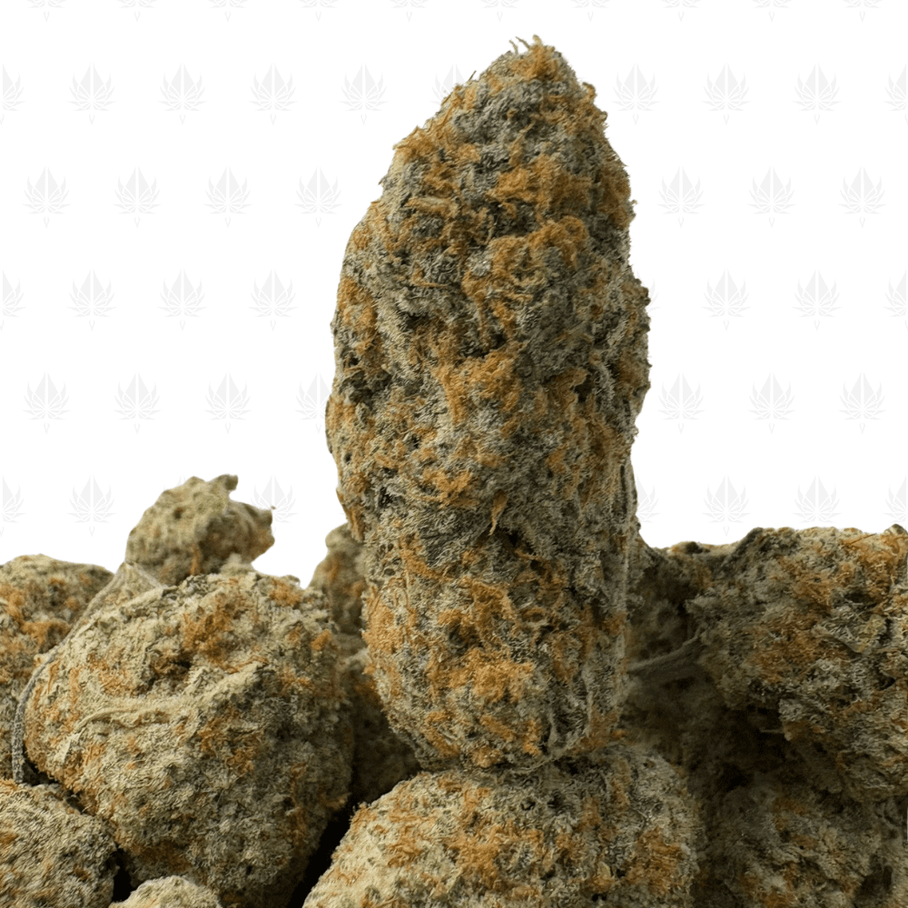 ZOOKIES (BIGS) - TRIP EXOTICS ZOOKIES (BIGS) - TRIP EXOTICS
