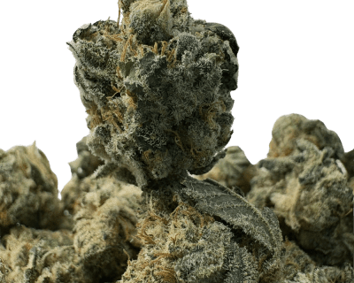 DJ Short Blueberry (3)