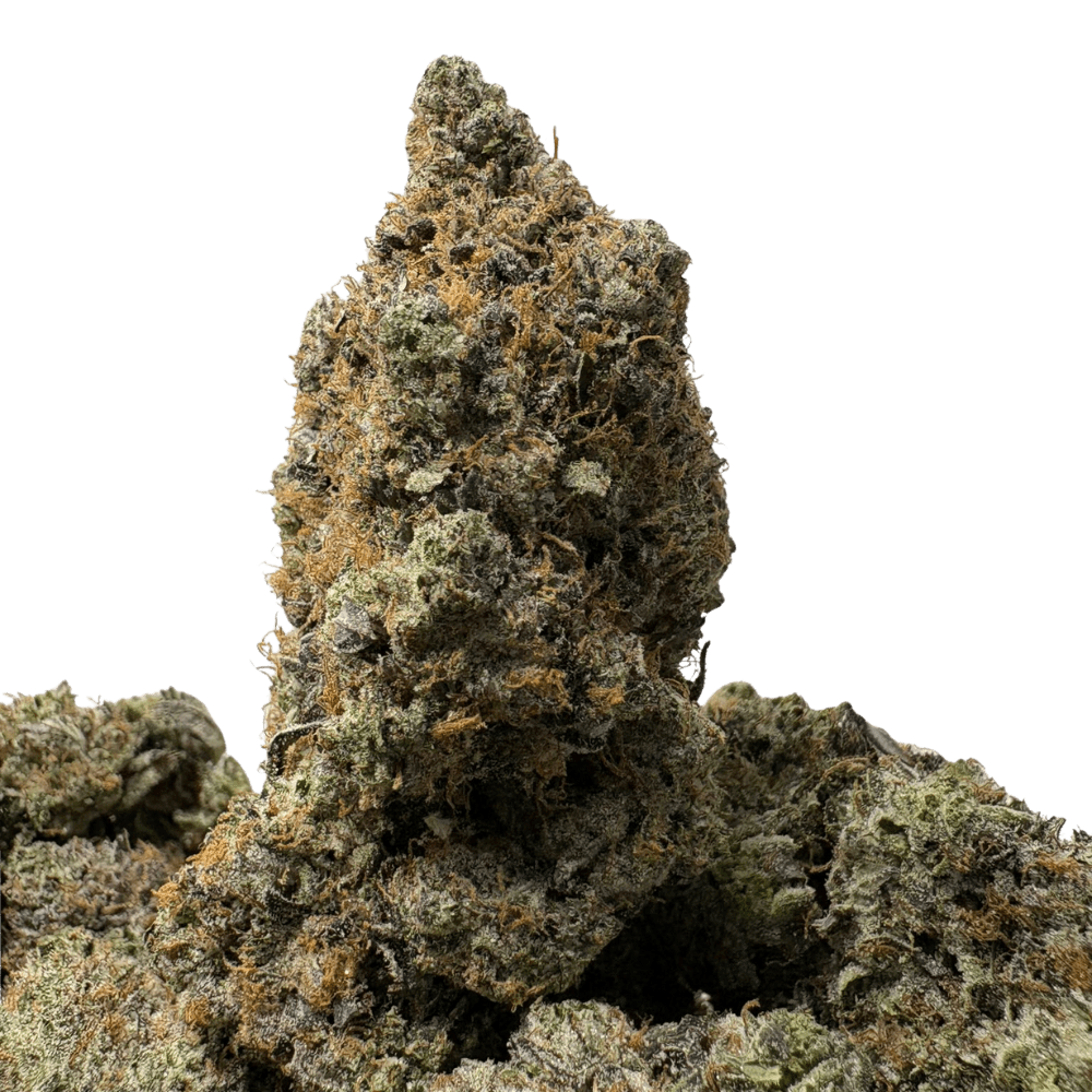 Pink Jackal (3) Pink Jackal (3)