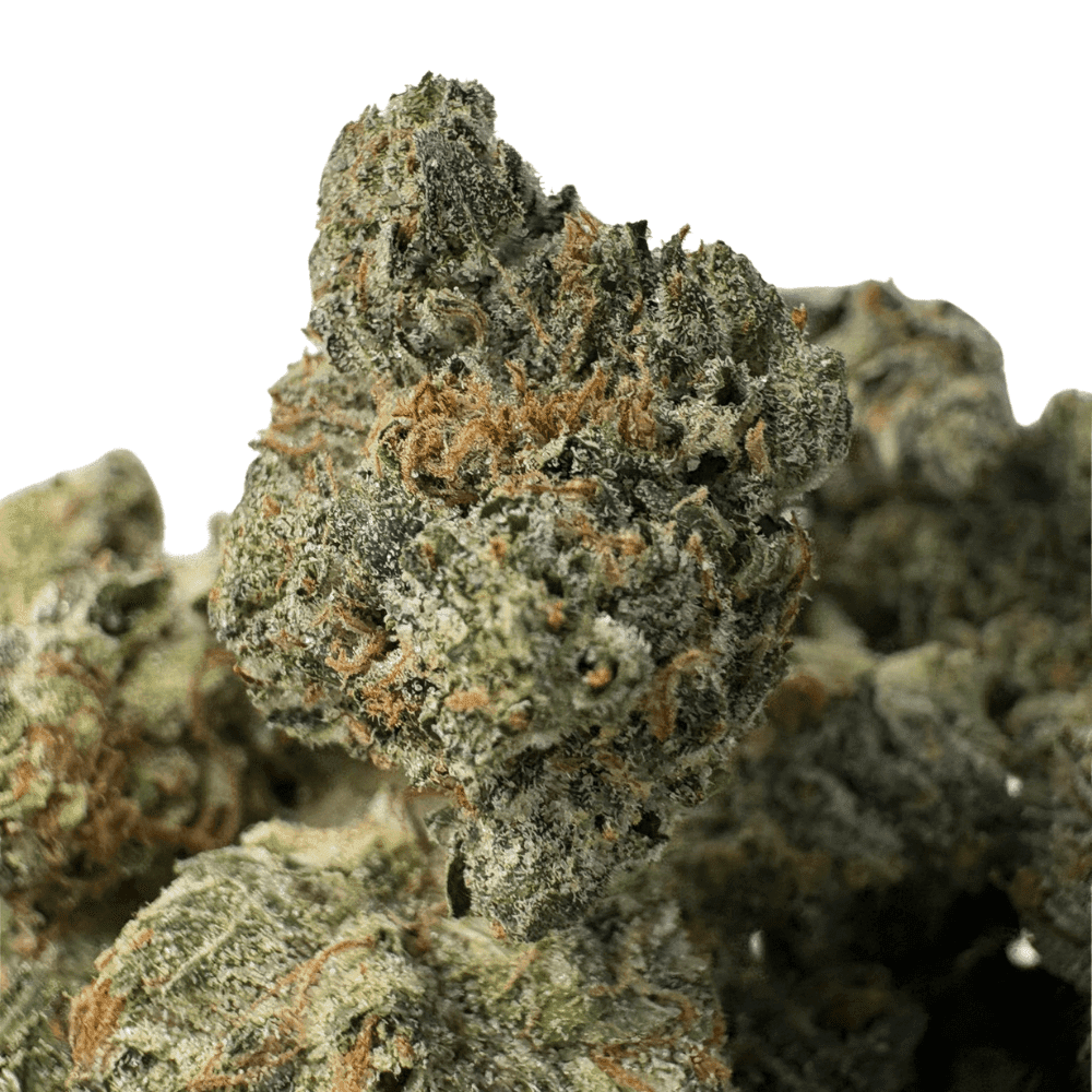 Pink Ruckus-S (2) Pink Ruckus-S (2)