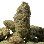 Wizard Fritter LSO (2)