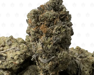 Pink Petroleum-B (3)