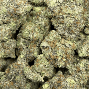 Platinum Rockstar-B (3)