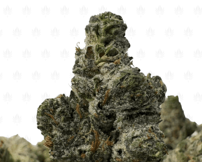 Platinum Rockstar-S (2)