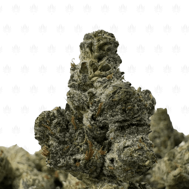 Platinum Rockstar-S (2)