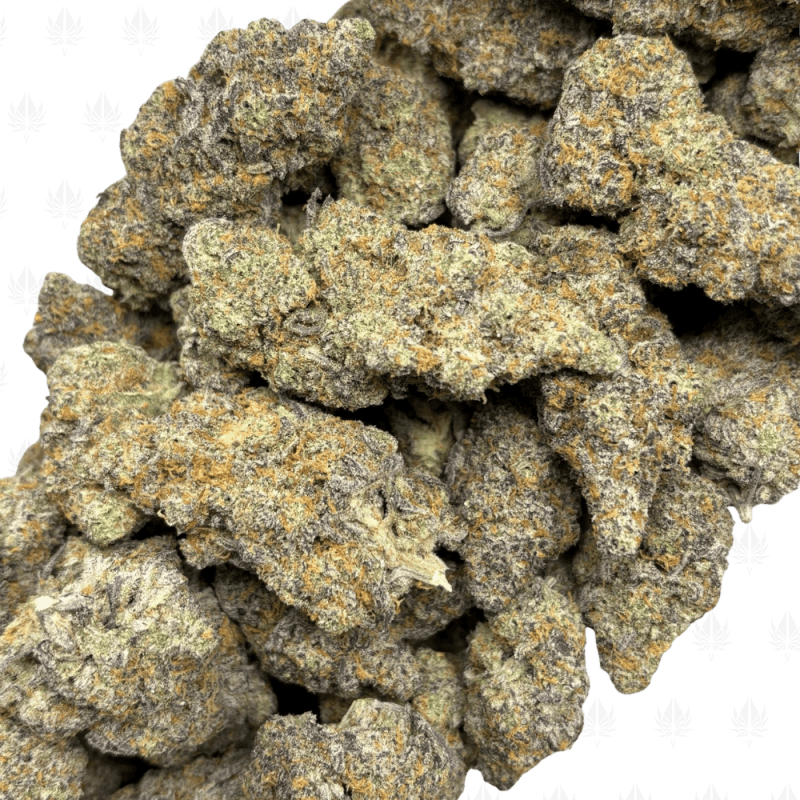 BLUEBERRY KIMBO-B (3)