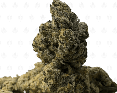 FRESH WATER BISCOTTI V2 (LSO EXOTICS)