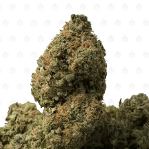 Pink Gas Mask (3)