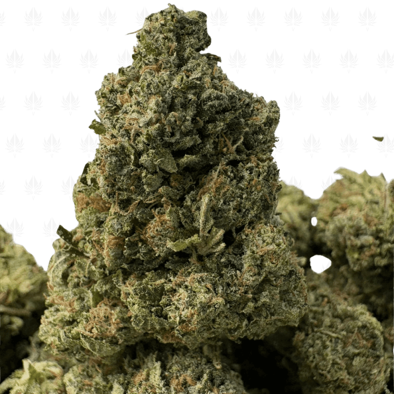 Pink Mistletoe (2) Pink Mistletoe (2)