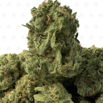 Super Silver Haze-S (3)