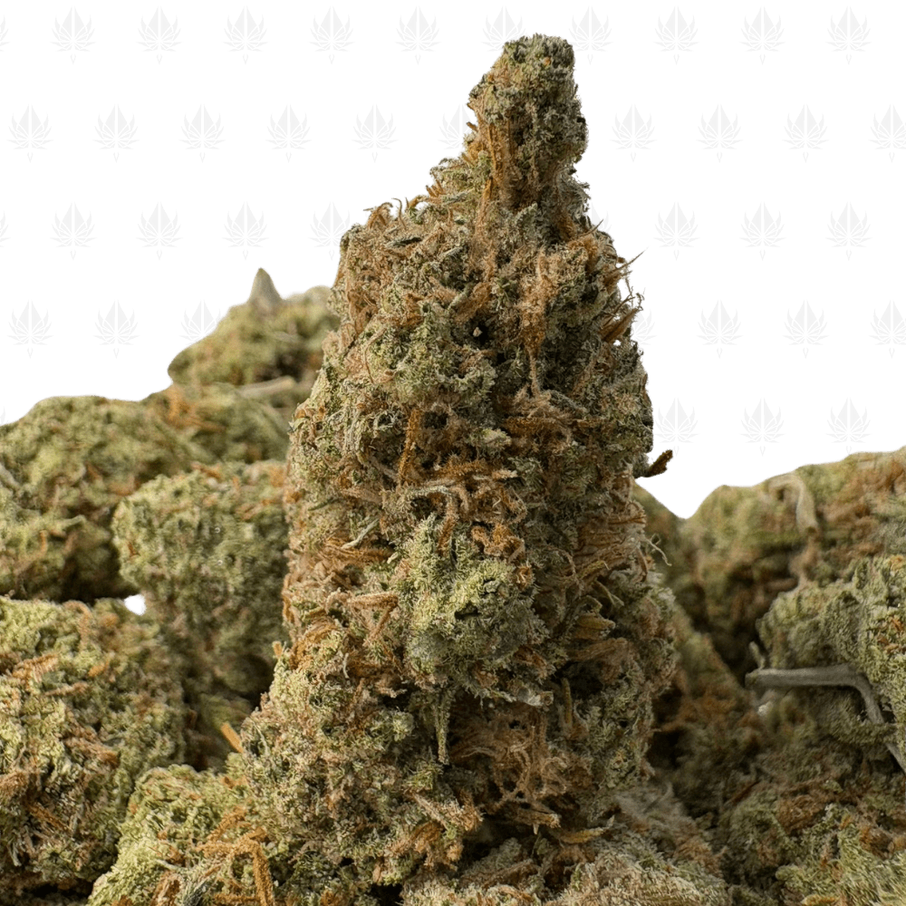 Tequila Sunrise-B1 Tequila Sunrise-B1