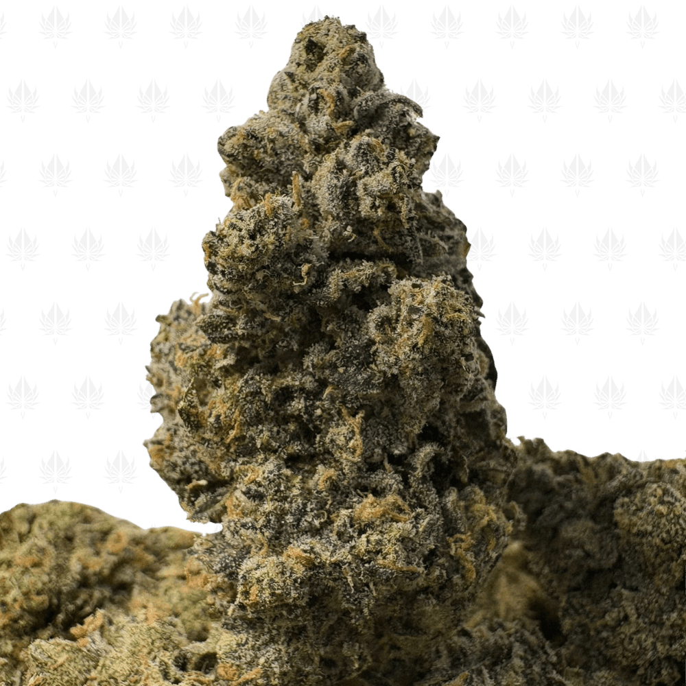 YELLOW MERMAID OG (3) YELLOW MERMAID OG (LSO EXOTICS)