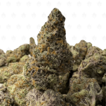 Blackberry Kush-S (3)