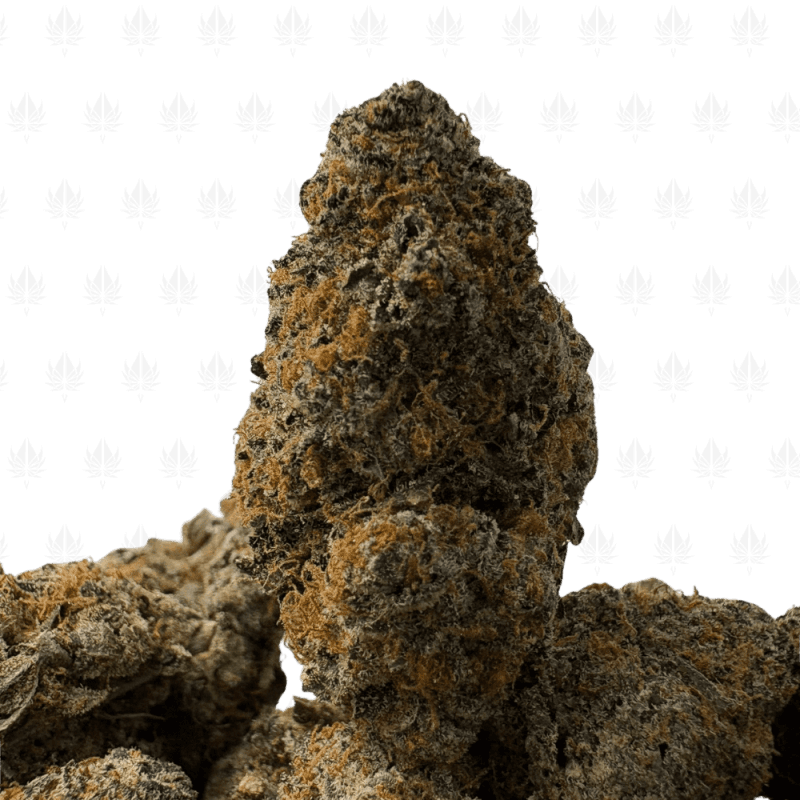 Kings Fire Kings Fire