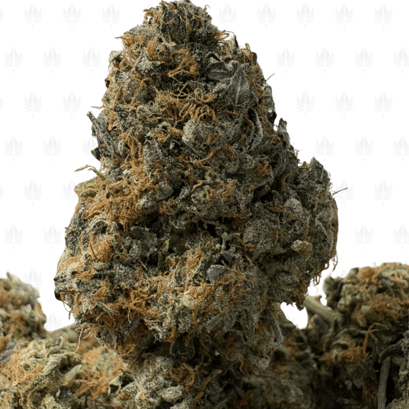 Master Kush Master Kush