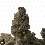 Black Cherry Tropicana (2)