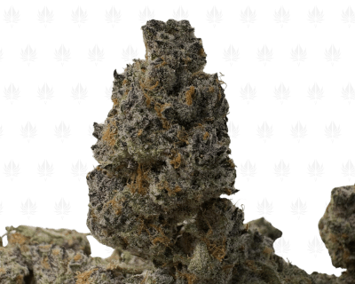 Black Cherry Tropicana (2)