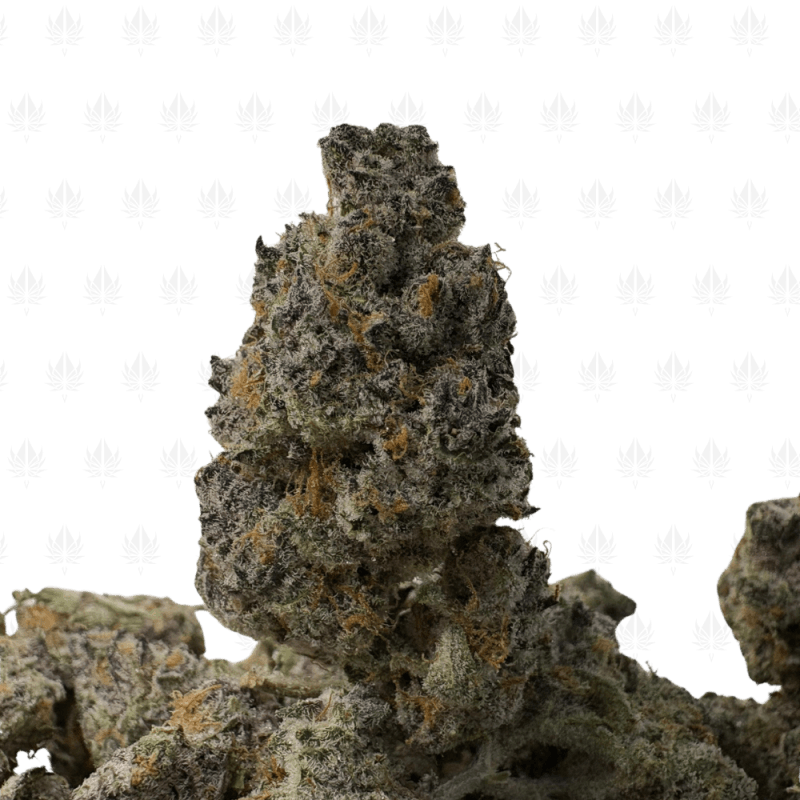 Black Cherry Tropicana (2) Black Cherry Tropicana (2)