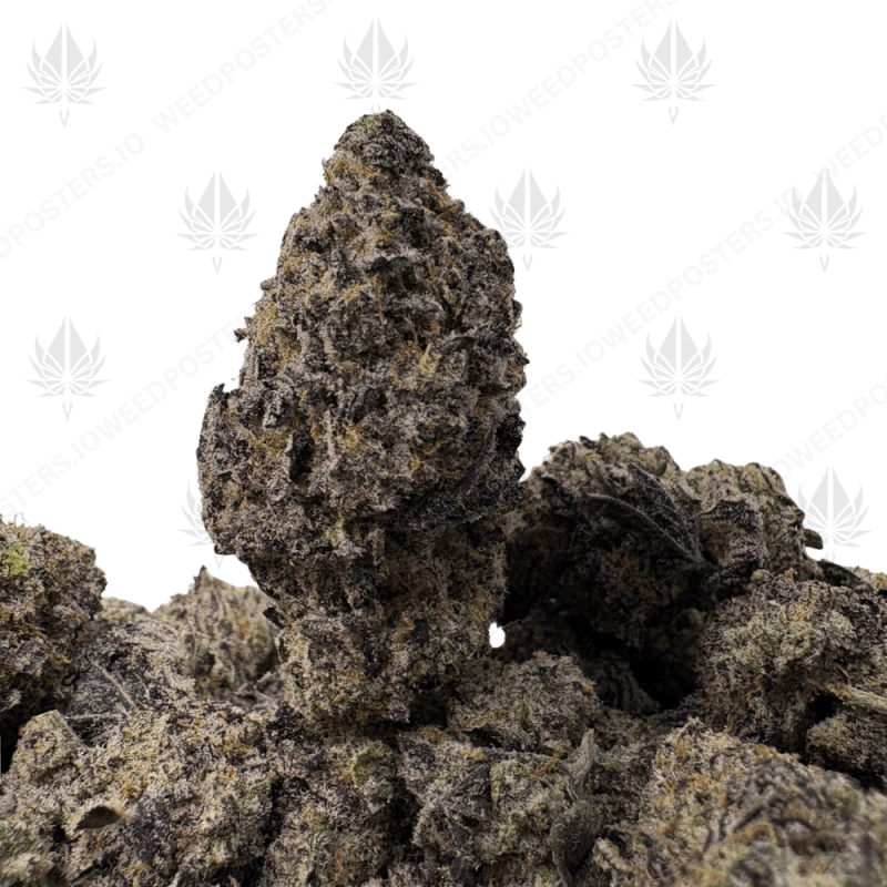 Mr. Nice Guy (3) Mr. Nice Guy (3)